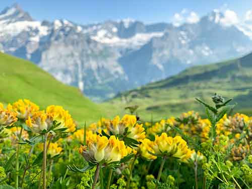 zwitserse alpen