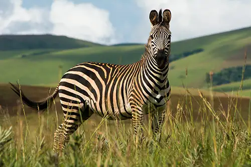 safari llongwe