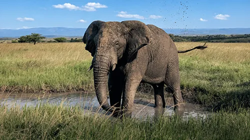 Vikela olifant