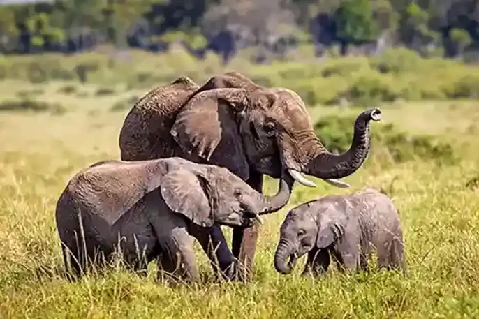 olifant met kalveren